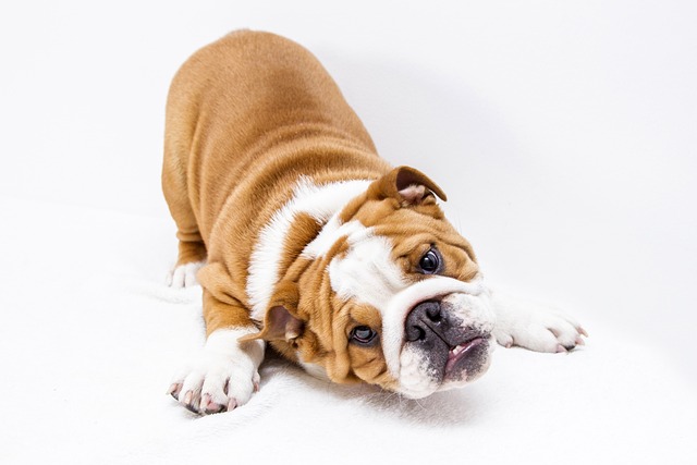 Can I walk my dog with kennel cough?