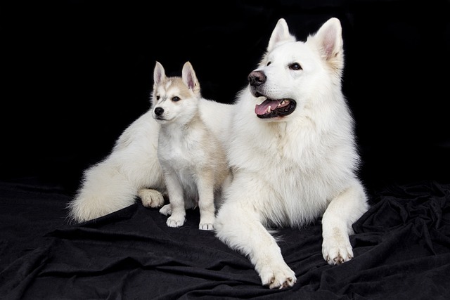 Can the wound on a dog's ear heal on its own