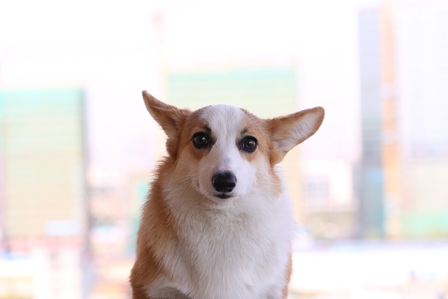 When is the Border Collie's moulting period