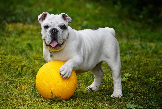 How do you train a dog to sit and stand?