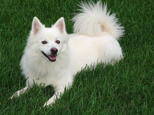 How long does a Samoyed heat last?