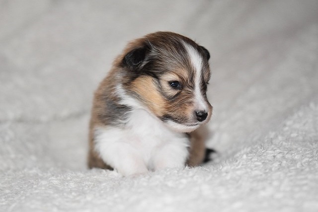 What should be noted when raising a German Shepherd
