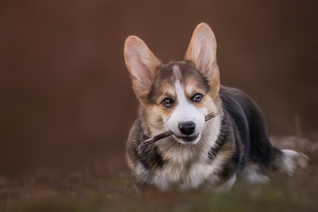 dog separation anxiety symptoms vomiting
