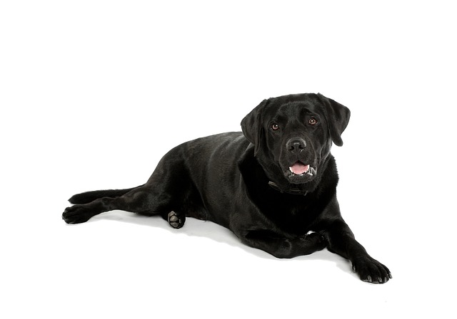 are harness leashes good for dogs