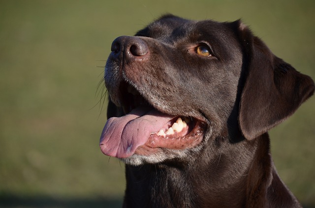 How to teach a dog to follow its owner
