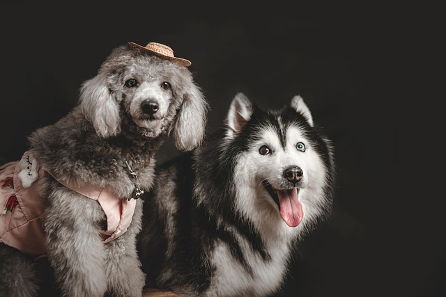 What dog food can cause pancreatitis in dogs?