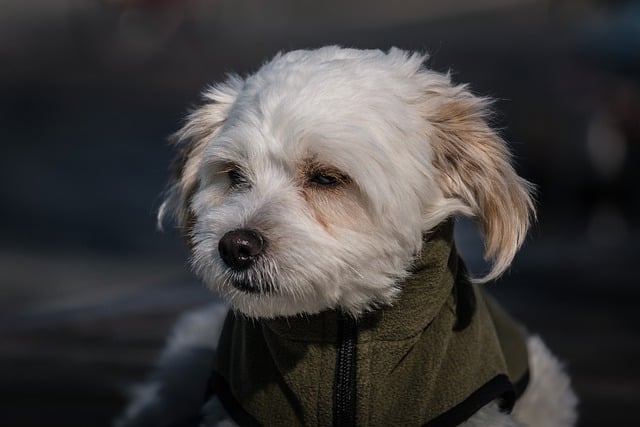 At what age should dogs start agility training?
