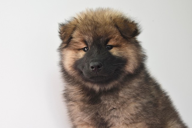 How can I treat my dog's skin infection at home?