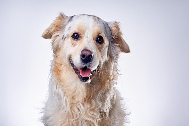 should my dog's food bowl be elevated