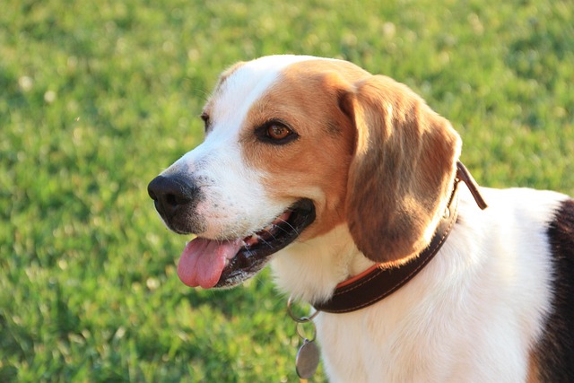 What are the first signs of rabies in puppies?
