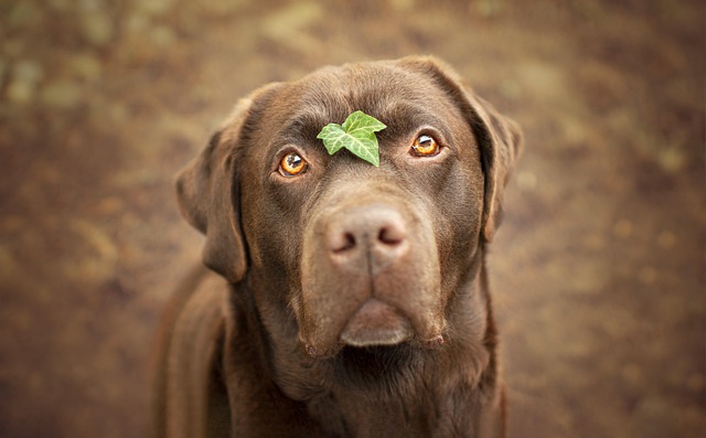 How do you treat ringworm in Labradors?