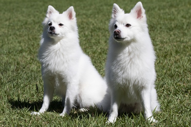 What to do if a dog doesn't want to eat any food