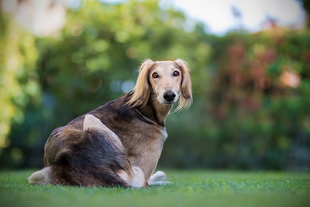 What age can female dogs be spayed?