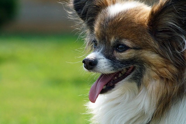 What causes dogs to develop aggression