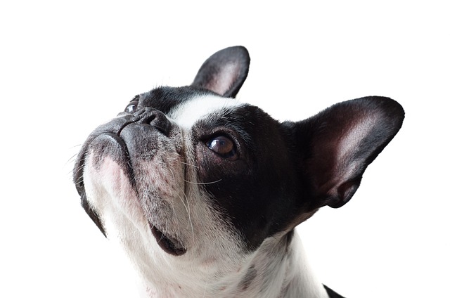 How do you fix conflict aggression in dogs