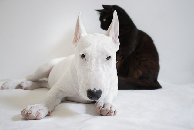What is normal bad puppy behavior