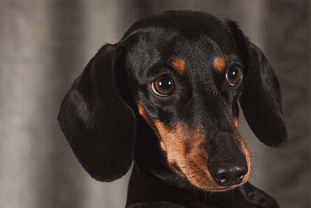 why does my dog bark at night