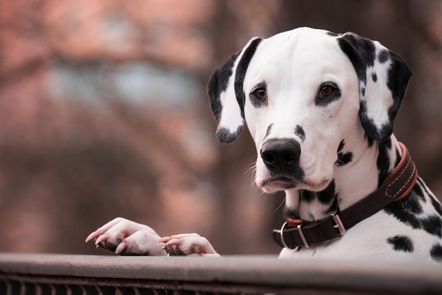 How to stop dog shedding home remedy?