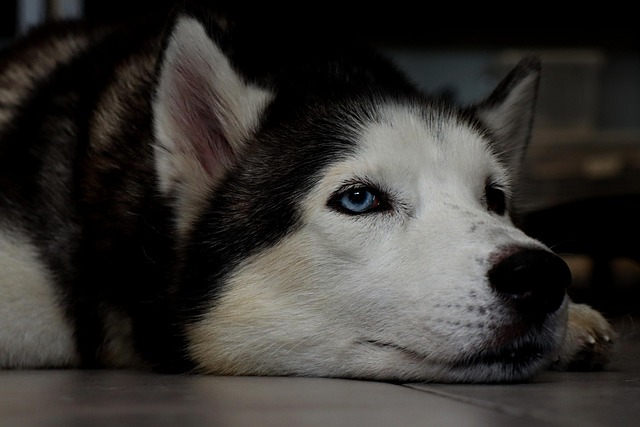 does spraying water on dogs work for barking