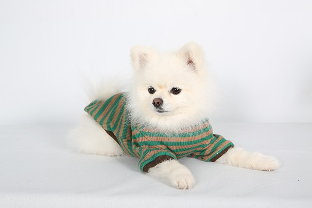 What is the best food for Pomeranians?