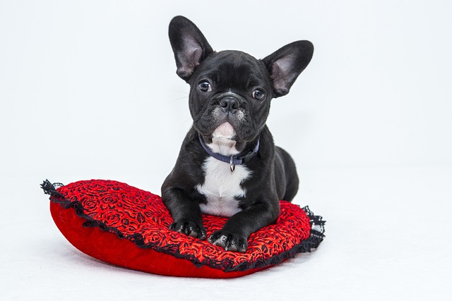How to teach a dog to give?