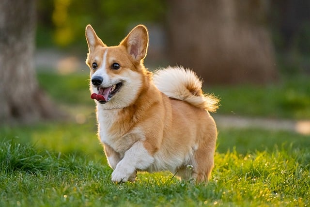 How to stop your dog from barking