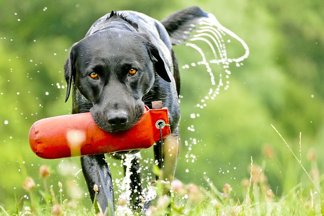 possessive aggression in dog over owner