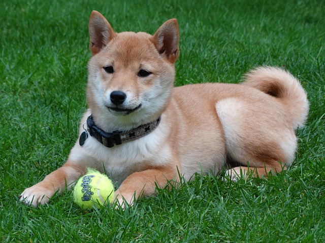 What are the symptoms of Vit D toxicity in dogs?