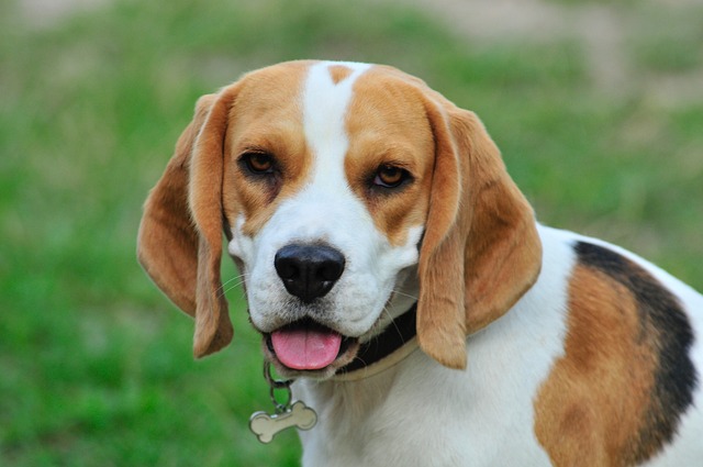What is rage syndrome in a dog