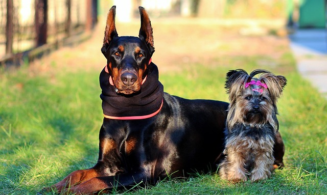 How do you discipline an aggressive dog