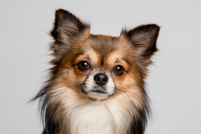 What is the fastest way to cure separation anxiety in dogs