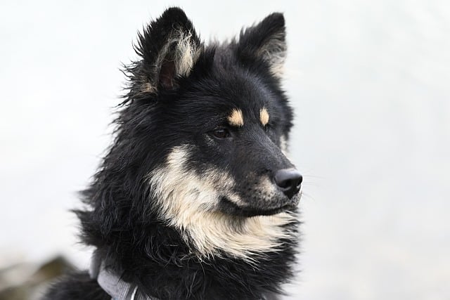How long does it take for a dog to learn the sit command?
