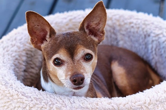How to treat eye inflammation in dogs