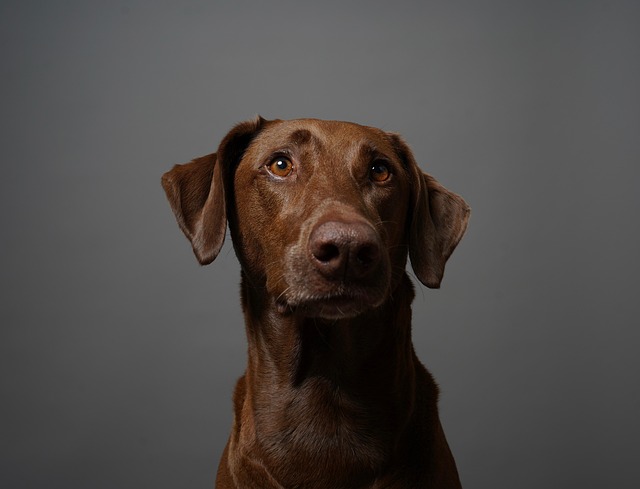 Should I wash my dog if he has dandruff?