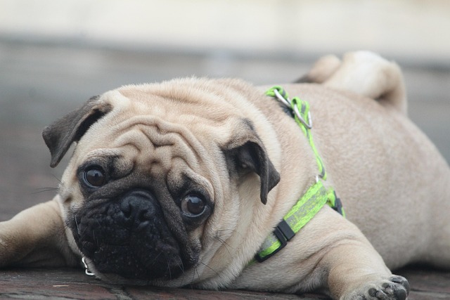What does it mean when a dog's nose is cold and runny?