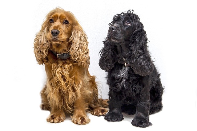 How do you stop dog allergies fast?