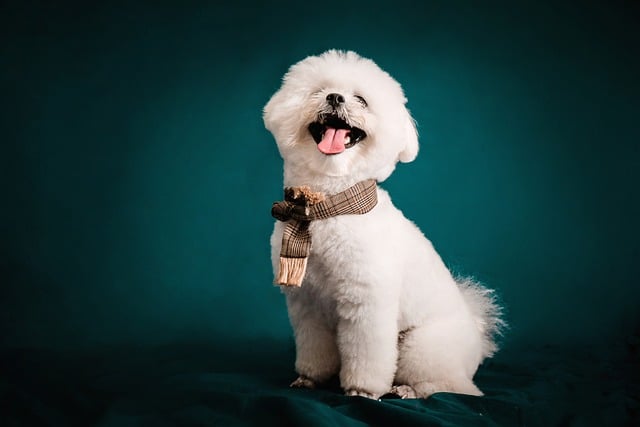 How to teach a dog to fetch and drop?