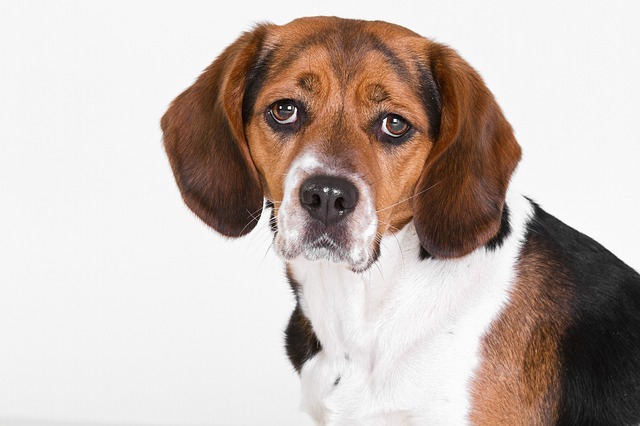 What should I do if my dog's interdigital inflammation persists