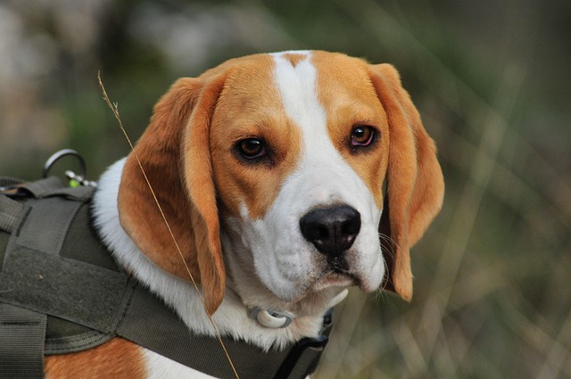 Why do dogs suddenly stop eating