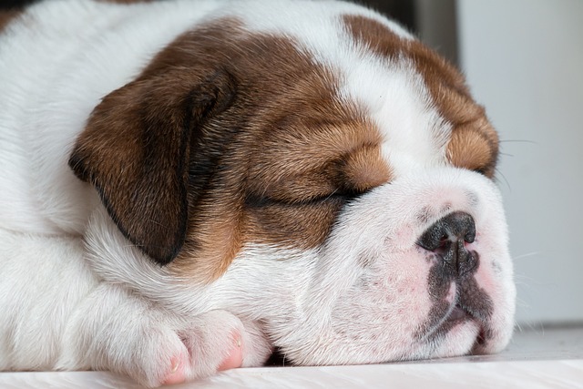 How to punish a puppy for biting
