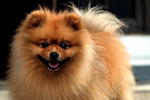How do I tell if my Pomeranian is overweight?