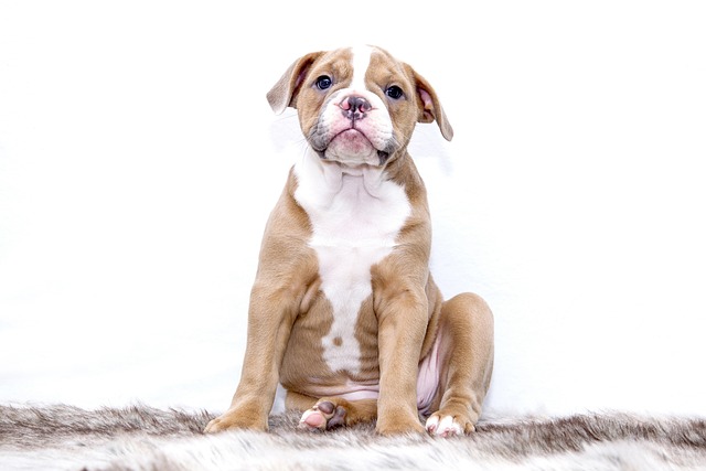 How to calm an anxious dog when you leave