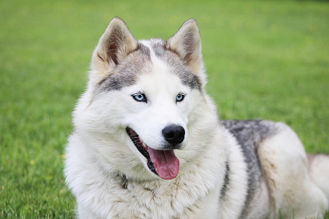 Puppy Training Guide: How and When To Start