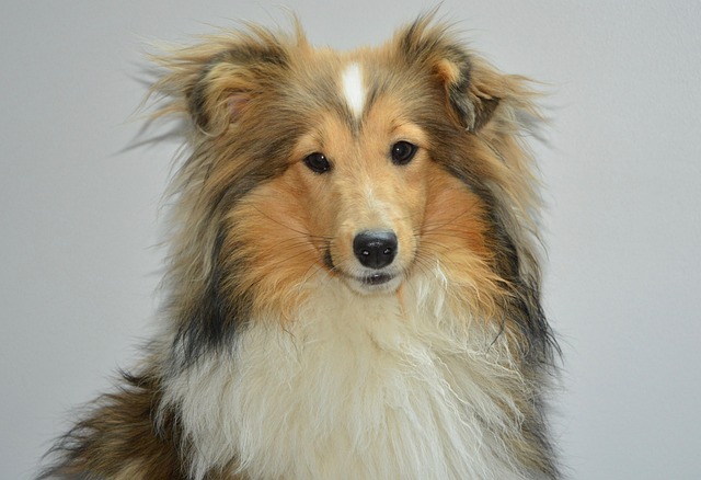 Does dog grooming mean haircut
