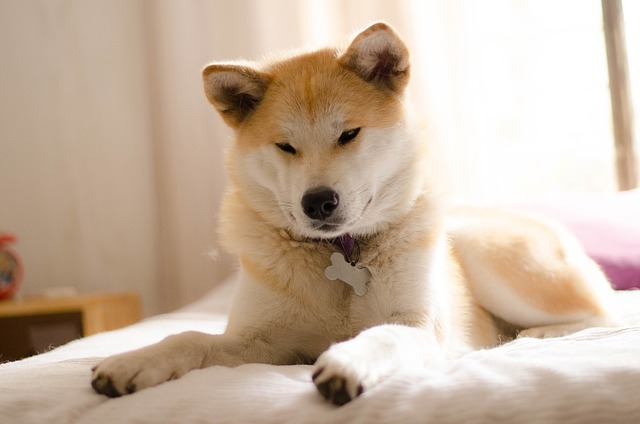 Why do dogs refuse to cut their nails
