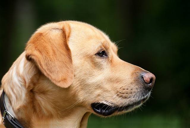 How do you stop dogs from barking
