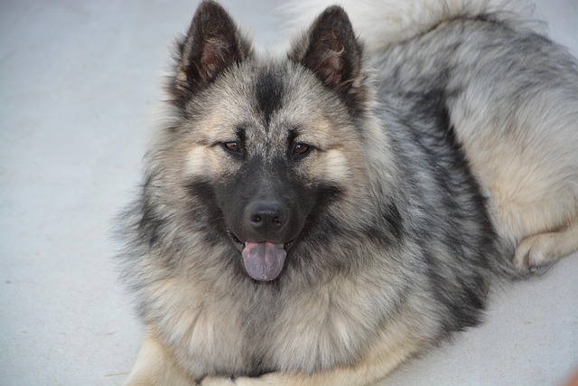 How much should you spend on dog grooming