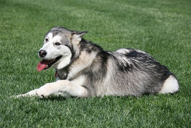 What is the difference between dog bath and grooming