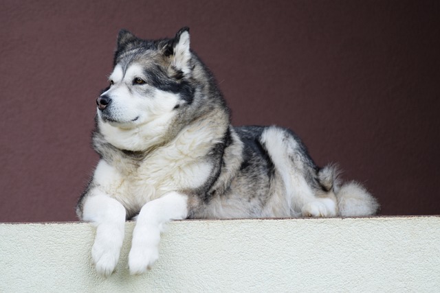 How to bathe your dog like a groomer