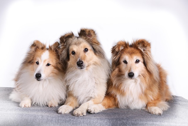 How to cut a dog's nails better
